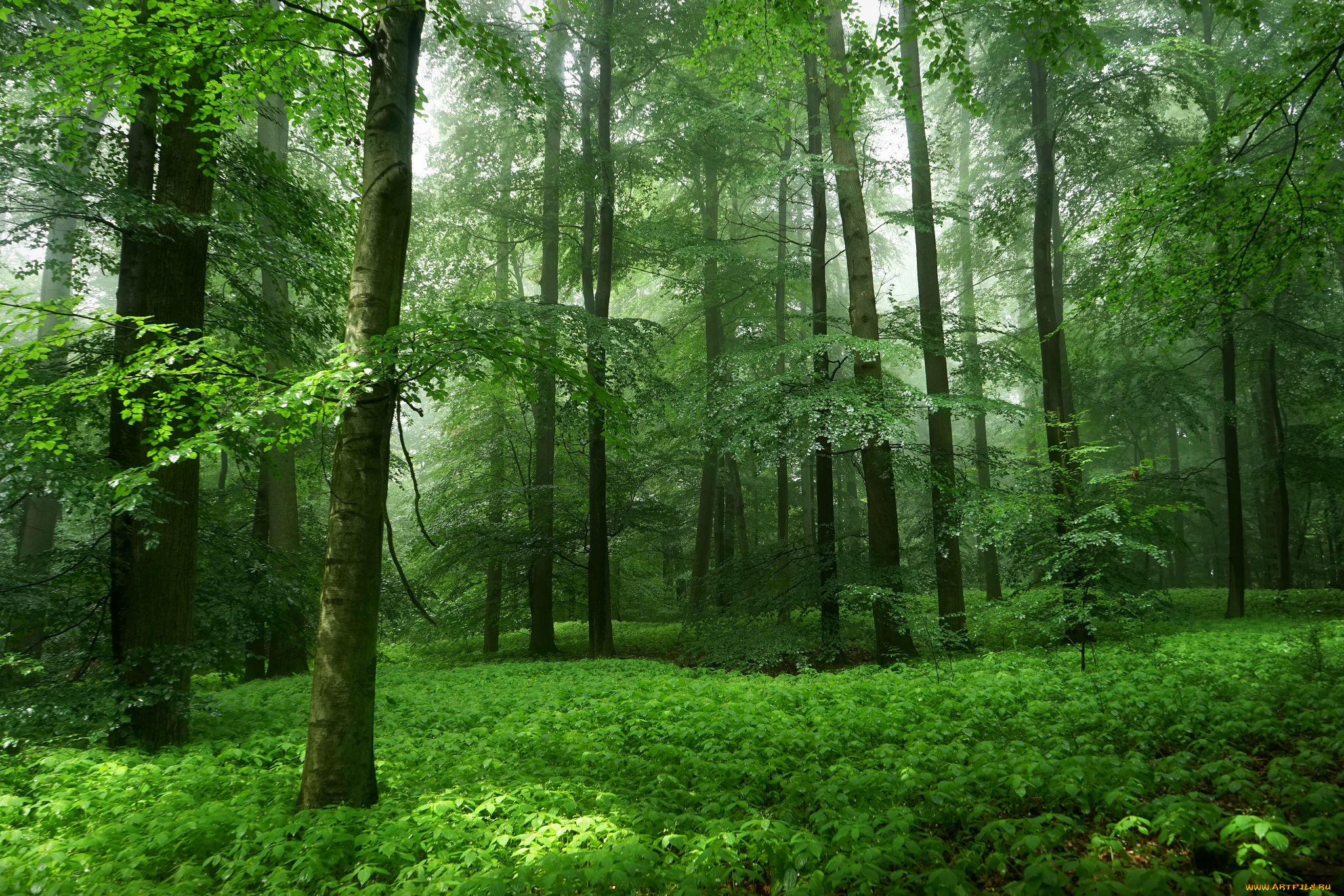 Les. Природа лес. Зеленый лес. Деревья в лесу.